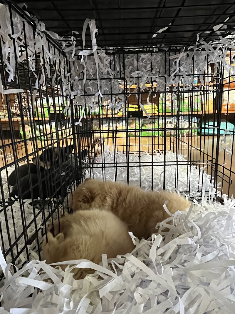 Dogpatch Pet Shop - Photo 3