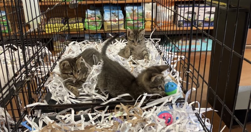 Dogpatch Pet Shop - Photo 5