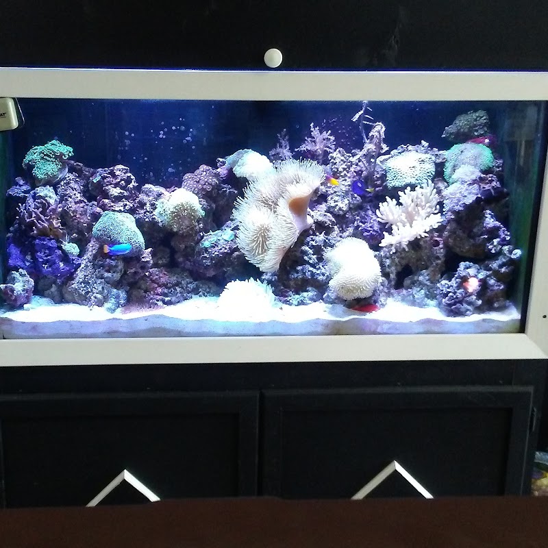 Crystal Reef Aquariums - Photo 5