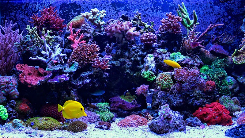 Aquarium Concepts - Photo 2
