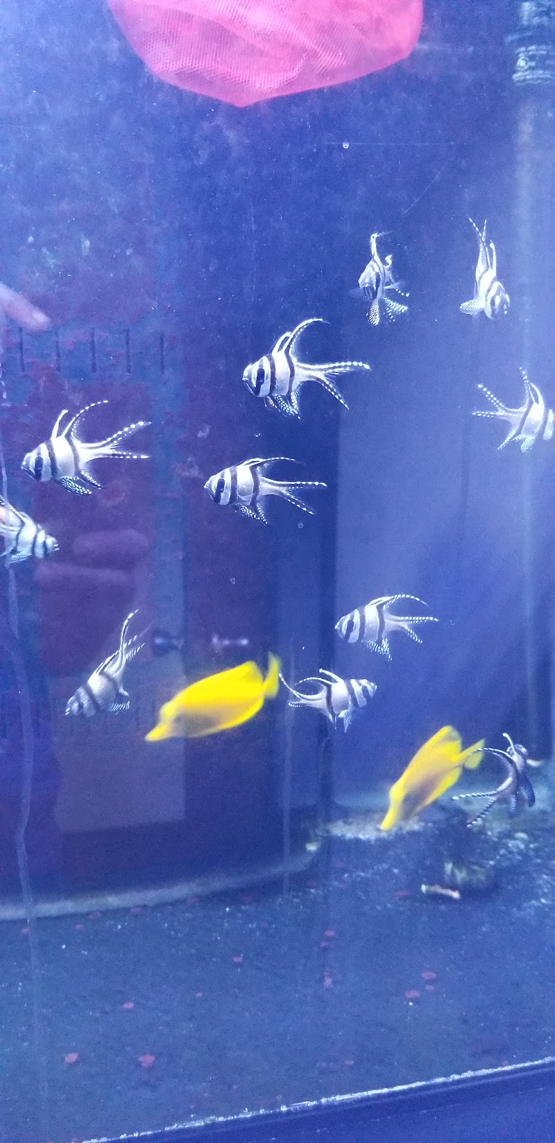 Aquarium Concepts - Photo 4