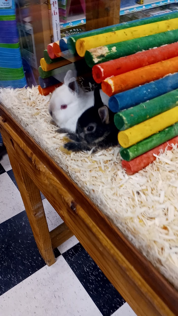 Pet Palace - Photo 3