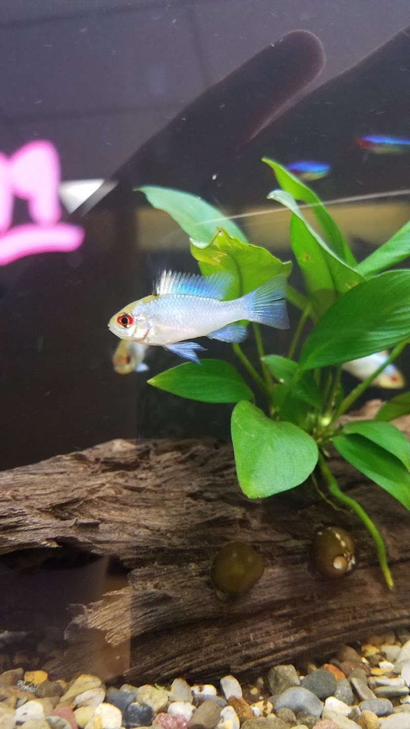 Treasure State Aquariums - Photo 4