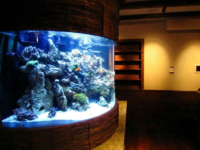 Crystal Clear Aquariums - Photo 3