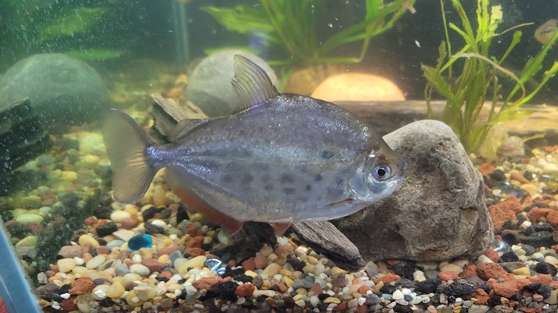 Crystal Clear Aquariums - Photo 4