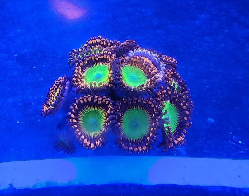 Aquariums Memphis - Photo 4