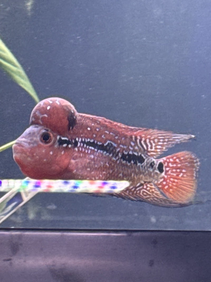 Reef Keepers Aquariums - Photo 3