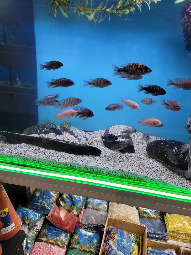 The Fish Room - Photo 4