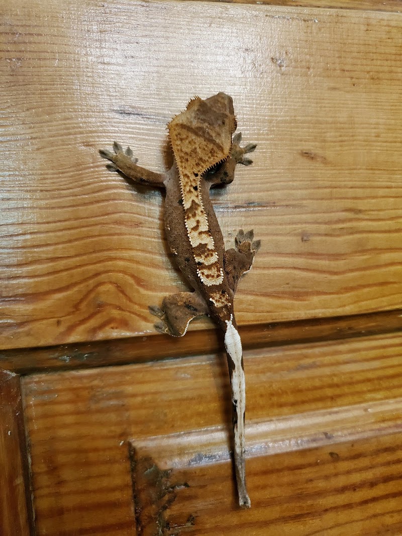 Aquarium & Imports Inc. - Photo 5