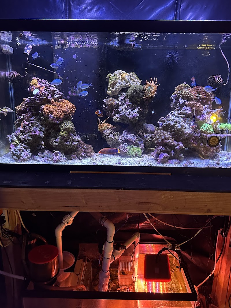 The Evolved Fish - Photo 3