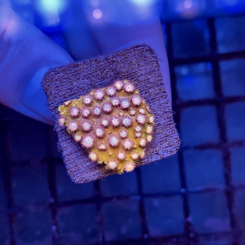 Skip’s Reef Supply - Photo 1