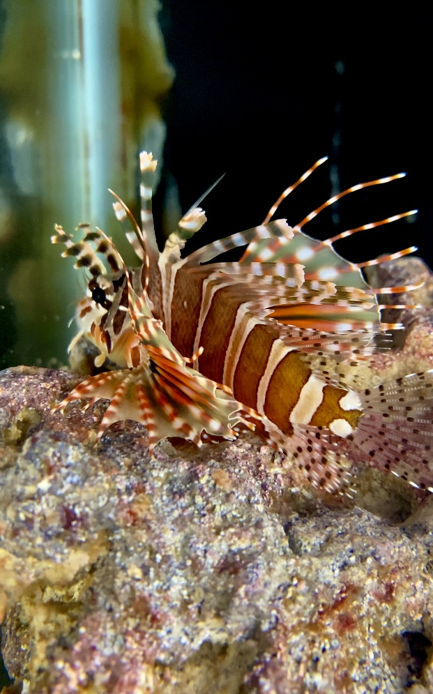 Skip’s Reef Supply - Photo 2