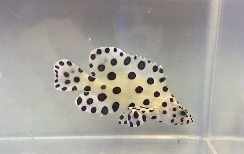 Skip’s Reef Supply - Photo 3