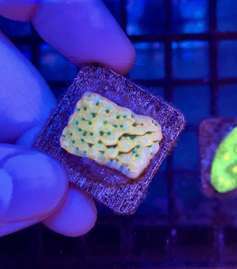 Skip’s Reef Supply - Photo 4