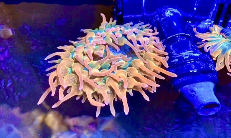 Skip’s Reef Supply - Photo 5