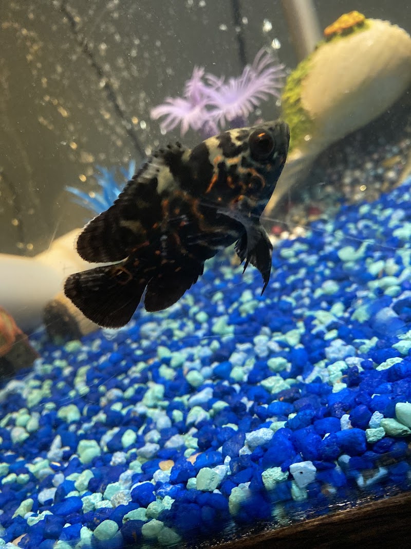 Z Fishroom - Photo 3