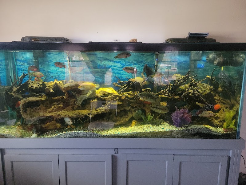 Triad Reef Critters - Photo 3