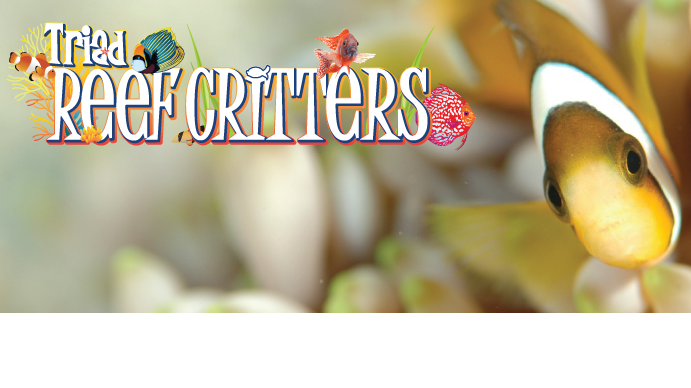 Triad Reef Critters - Photo 5