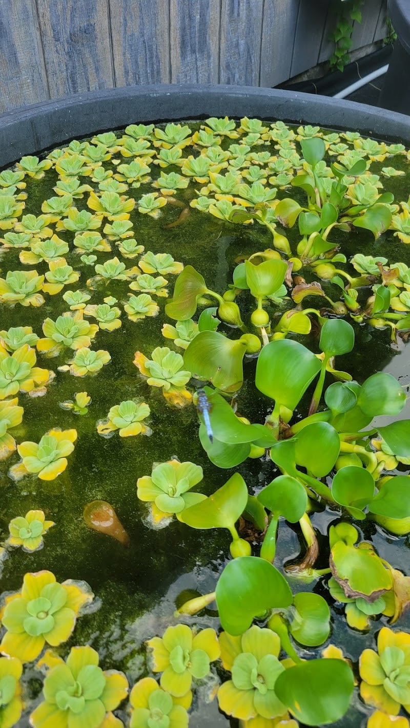 Star Ridge Aquatics LLC - Photo 4