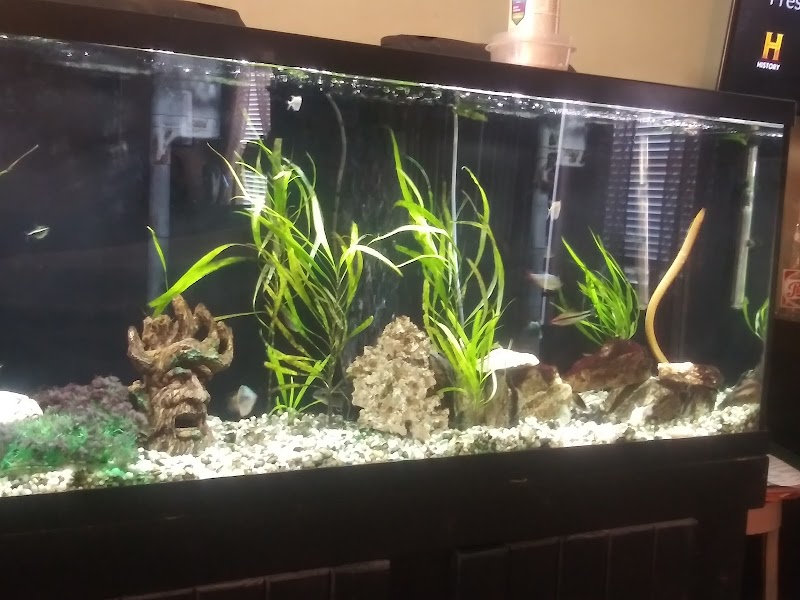 C-MACS Aquarium - CLT - Photo 4