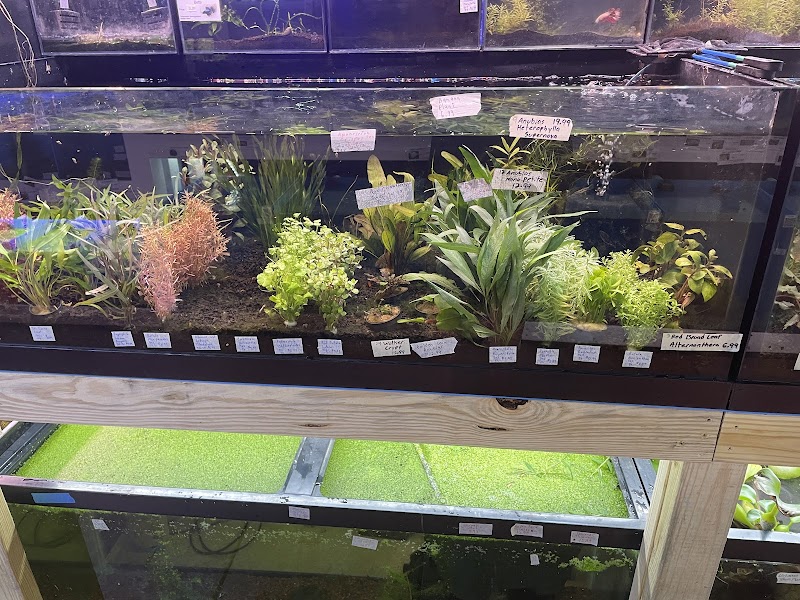 Upscale Aquatics - Photo 3