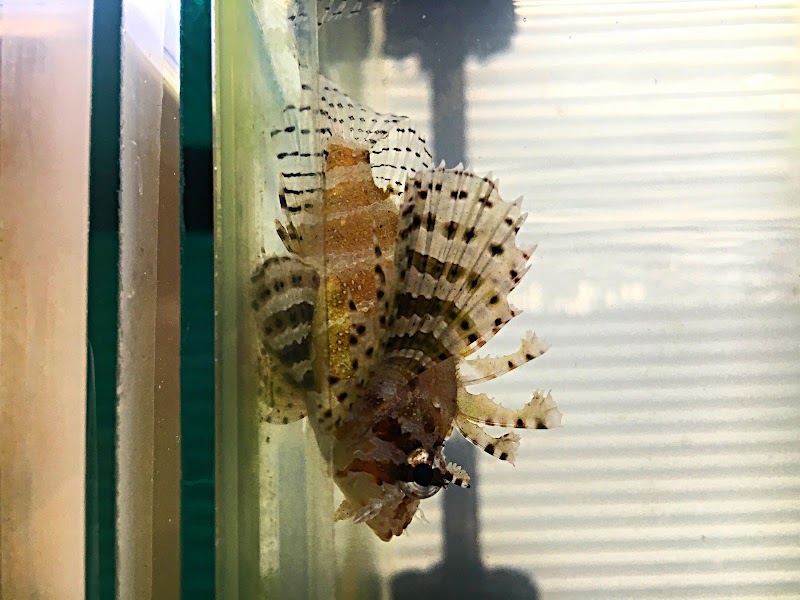 Upscale Aquatics - Photo 4