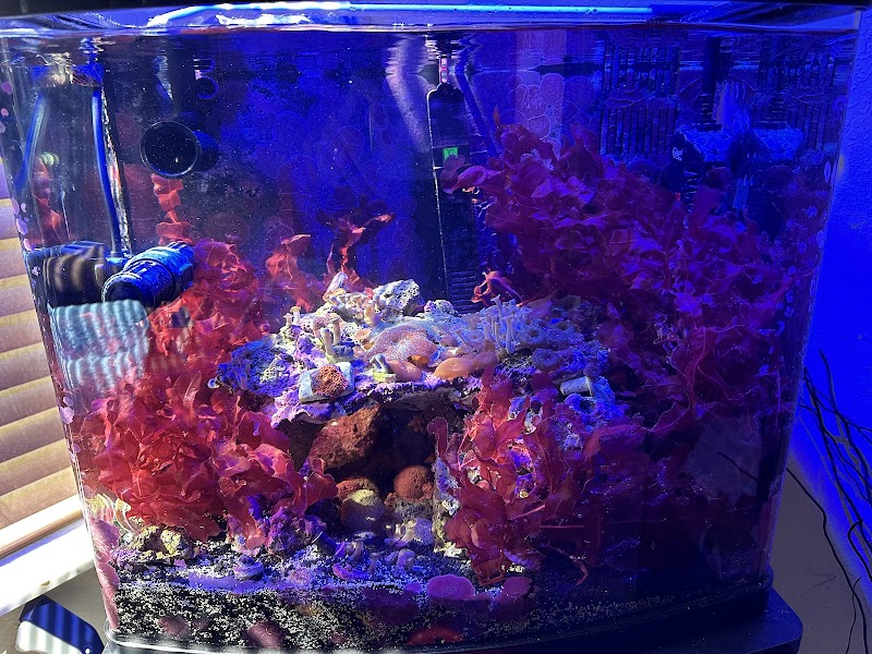 Queen City Corals - Photo 2