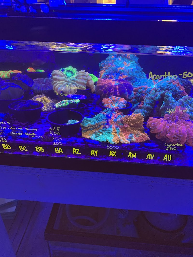 Queen City Corals - Photo 3