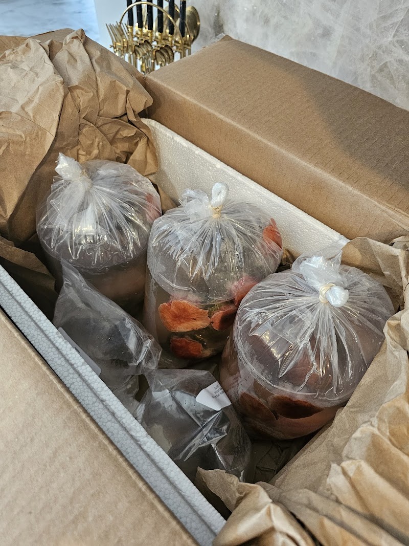 Queen City Corals - Photo 4