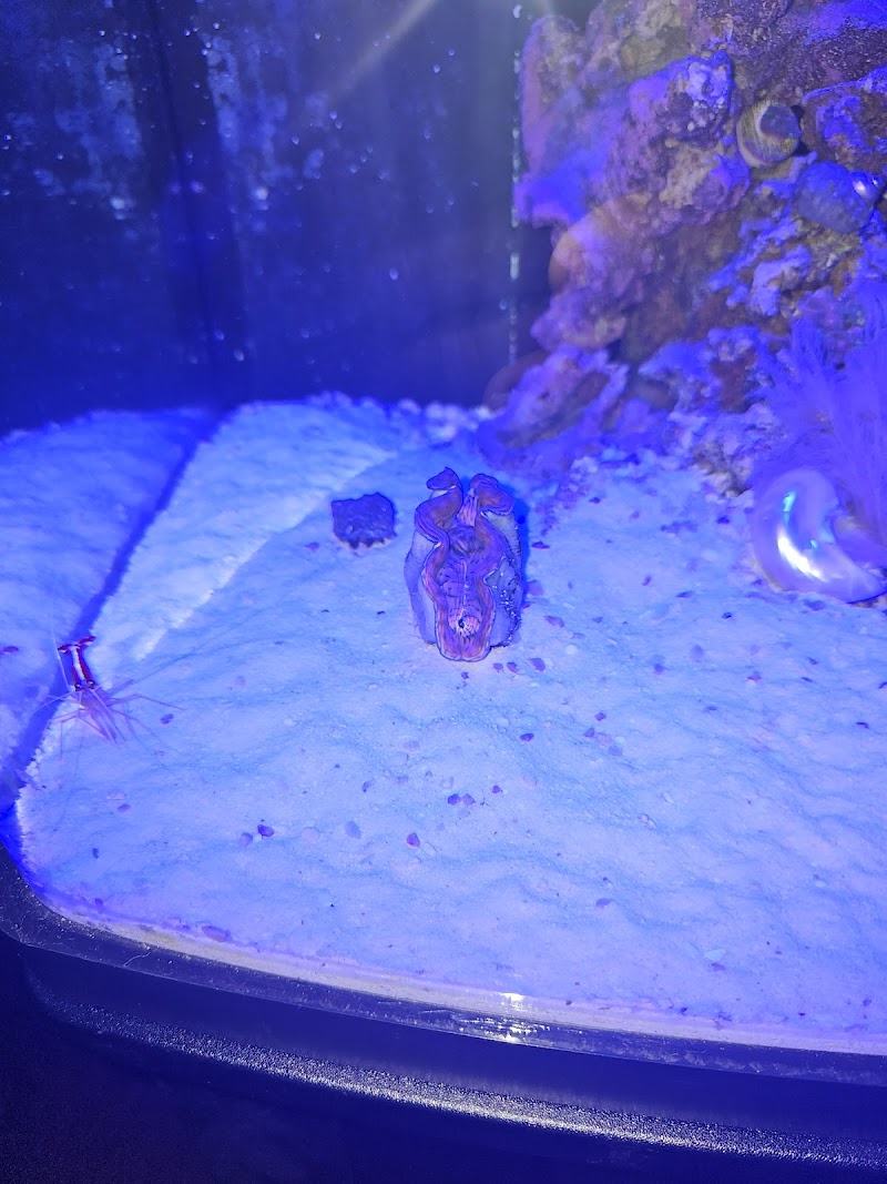 Queen City Corals - Photo 5