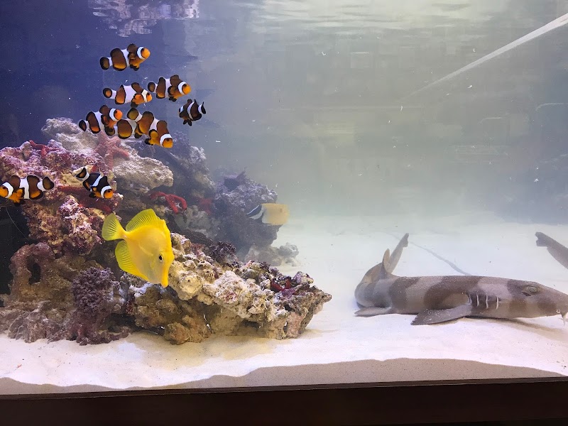 Under The Sea Aquarium Marketplace - Photo 2