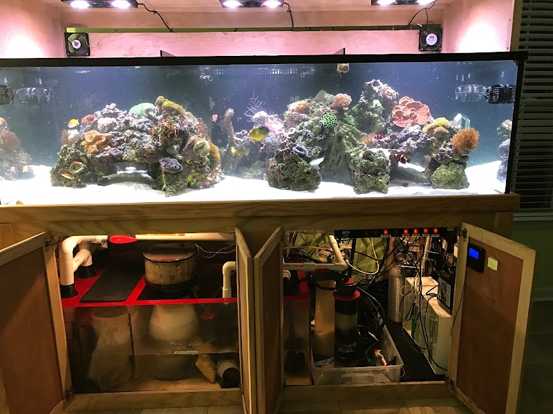 Under The Sea Aquarium Marketplace - Photo 4