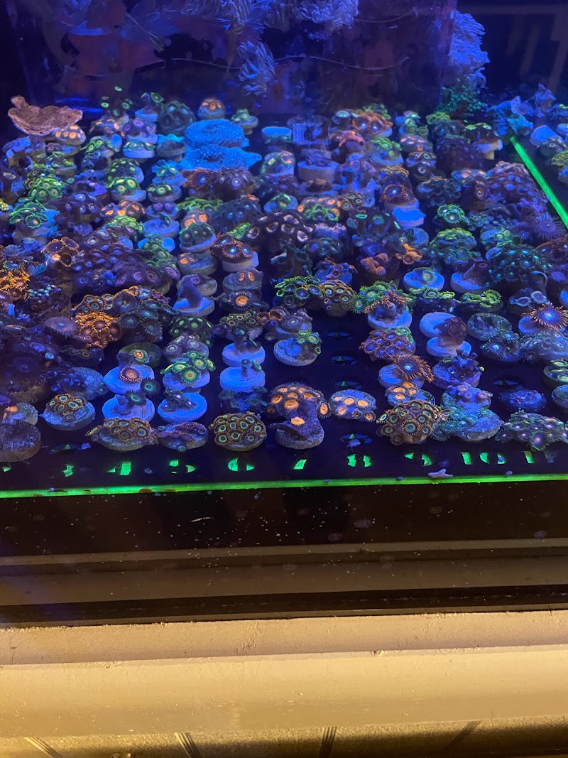 Under The Sea Aquarium Marketplace - Photo 5