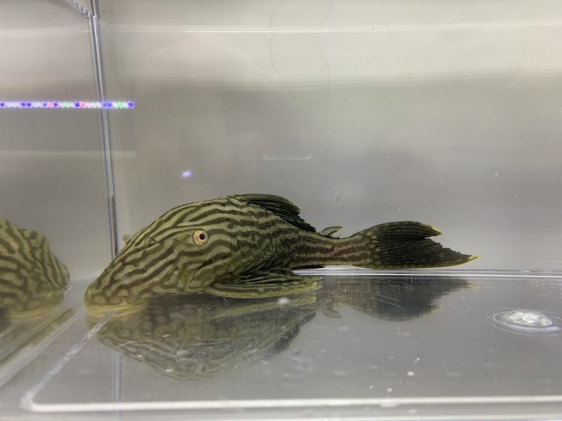 Missing Link Aquatics & Exotics - Photo 4