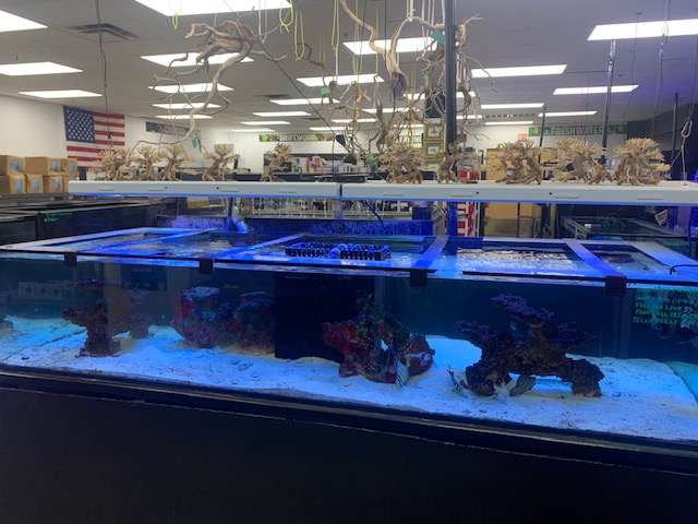 Discount Aquarium Fish and Reef - Photo 2