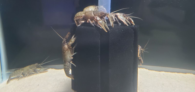 River and Reef Aquatics - Photo 5