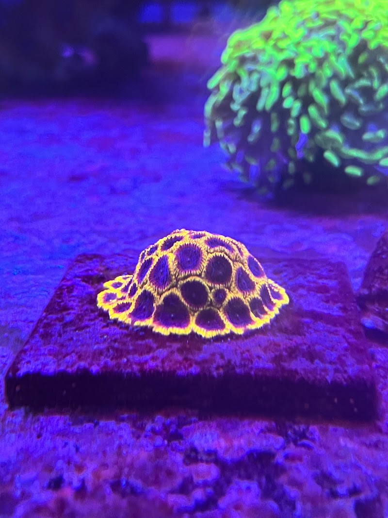 Coastal Reef Aquariums - Photo 3