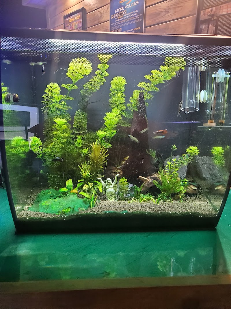 Kona Reef Az - Chandler - Photo 3