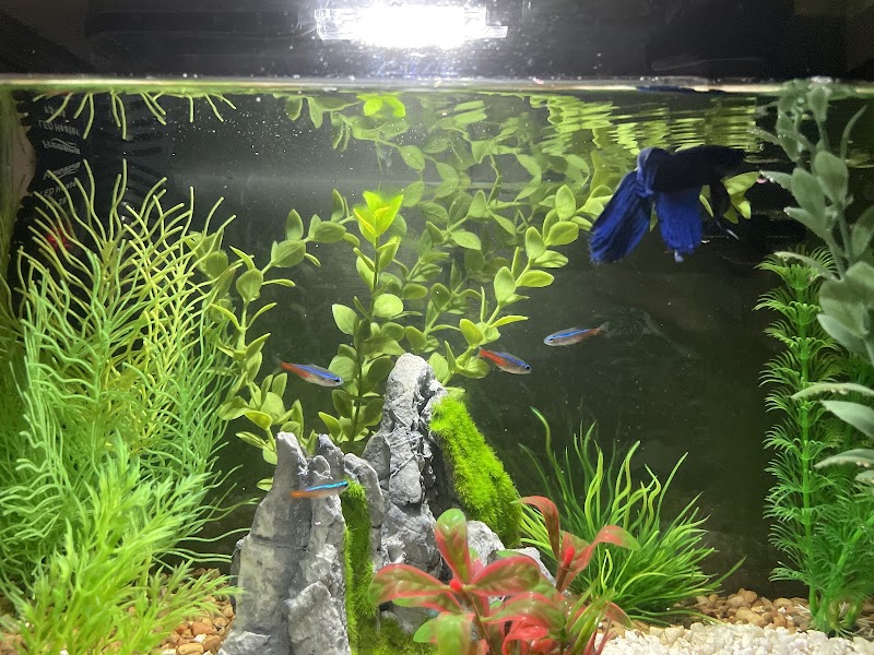 Paw & Claw Pet Palace - Photo 4