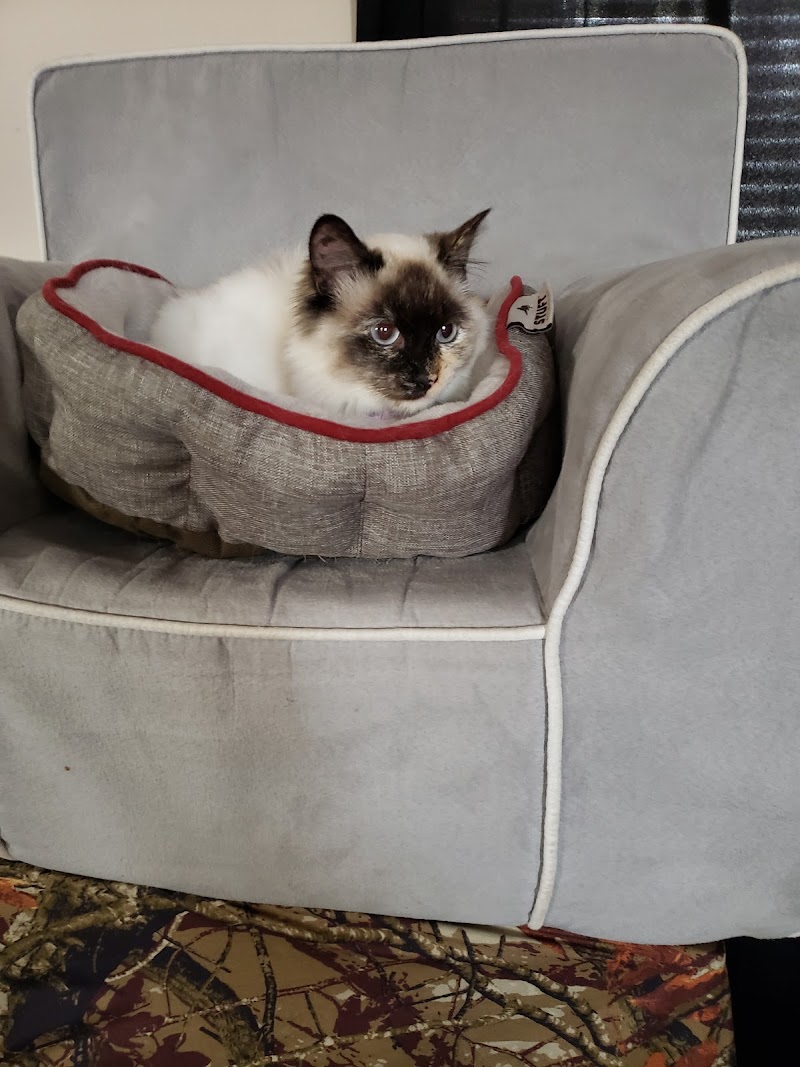 Paw & Claw Pet Palace - Photo 5