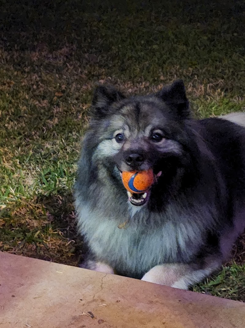 Woofta Pet Shop - Photo 2