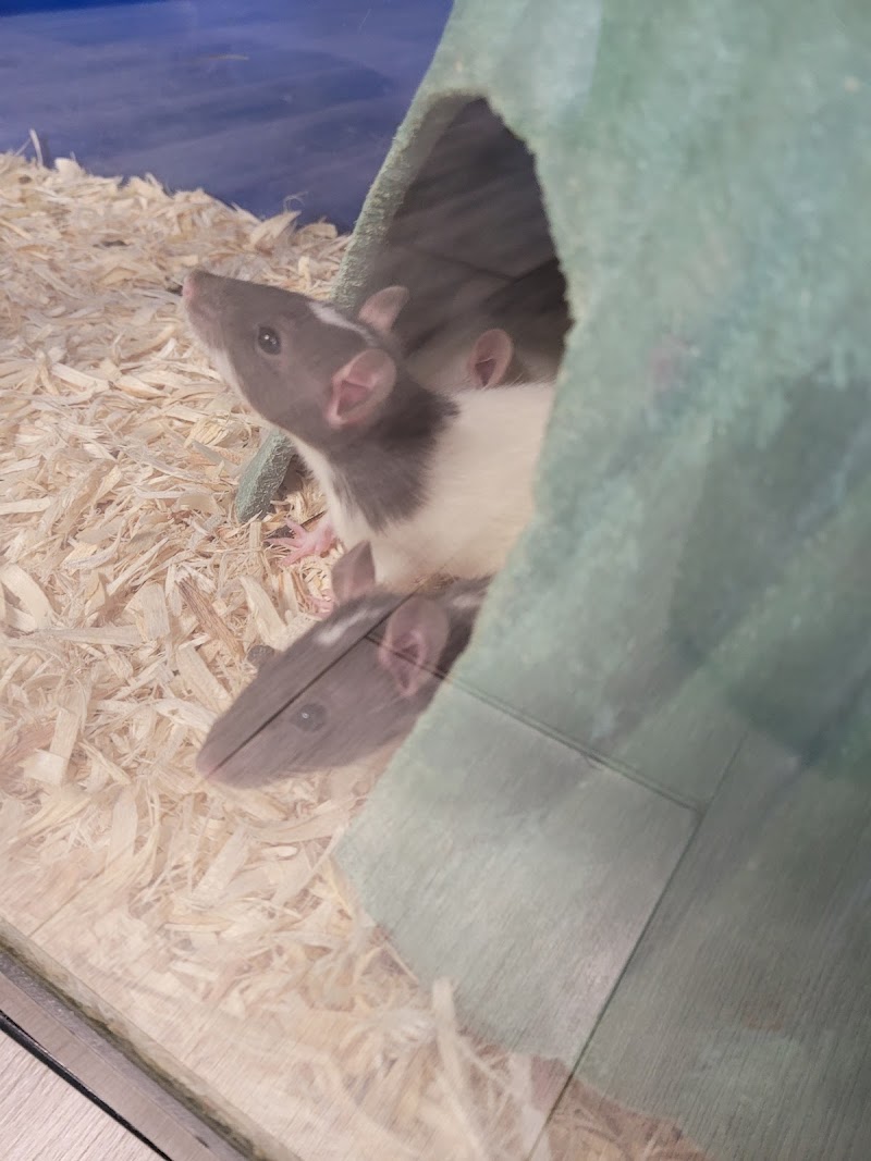 Paw Prints & Fish Tails - Photo 5