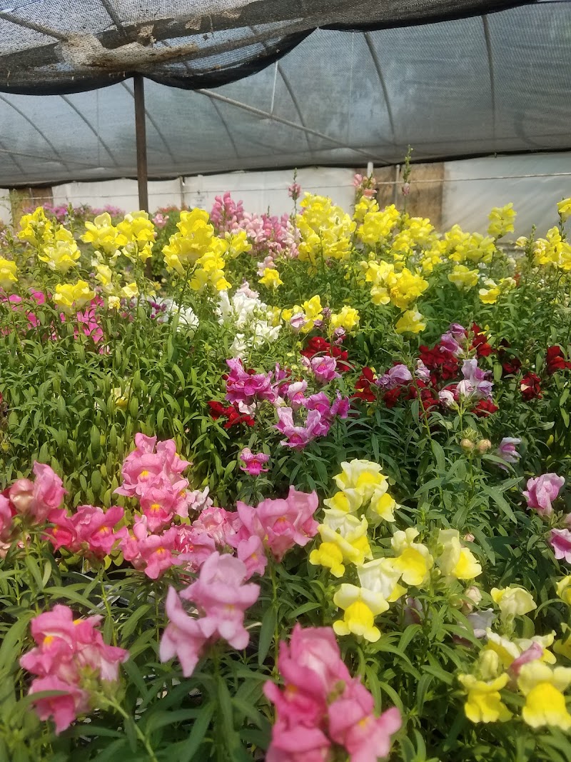 Handy Andy's Nursery - Photo 5