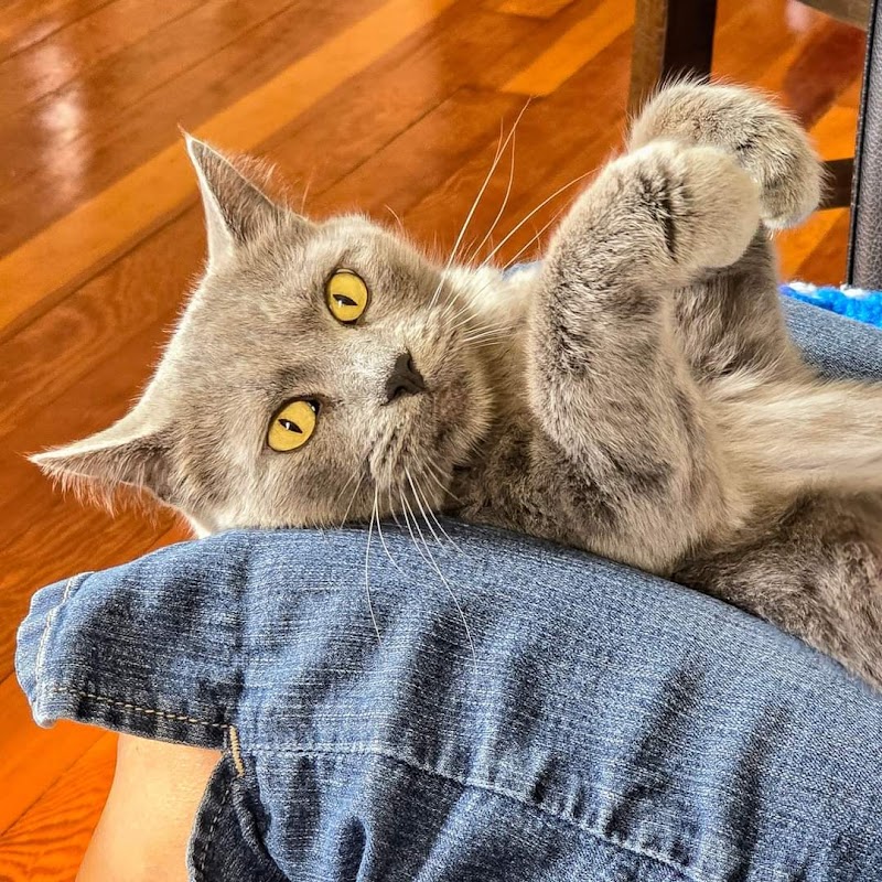 Heartland Pet Connection - Photo 1