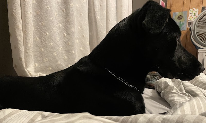 Heartland Pet Connection - Photo 3