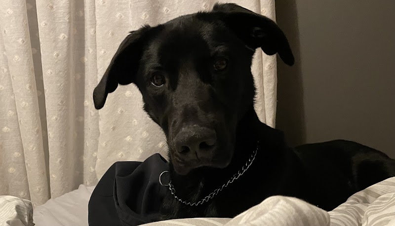 Heartland Pet Connection - Photo 5