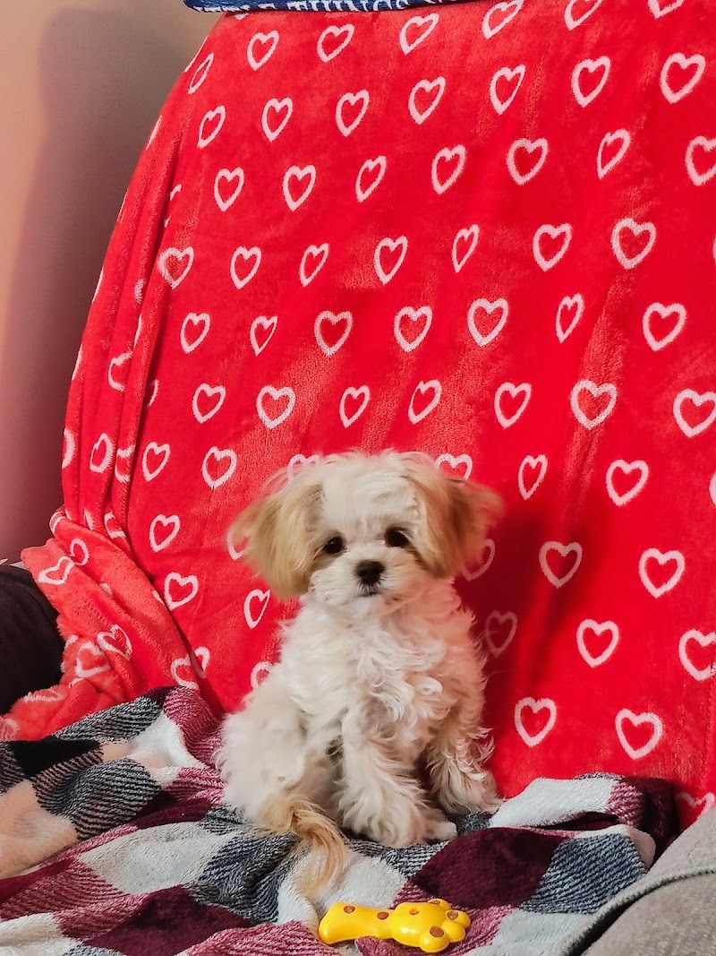 Puppy -Shop - Photo 3