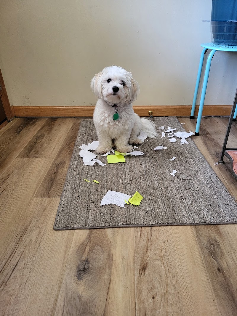 Puppy -Shop - Photo 4