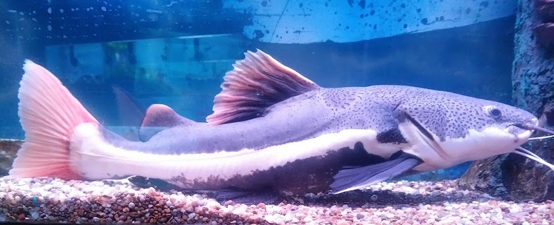 Plymouth Pet & Aquarium - Photo 4