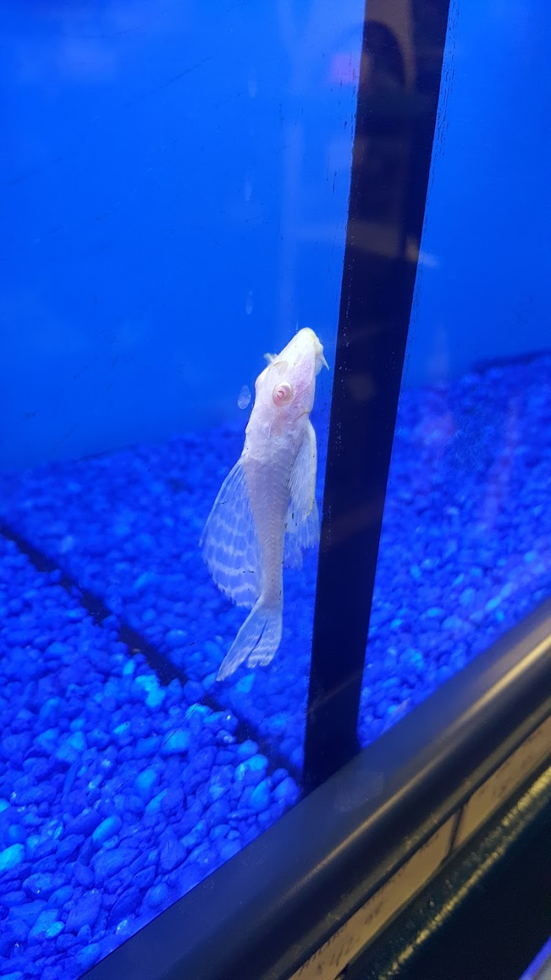 Pet Junction - Photo 2